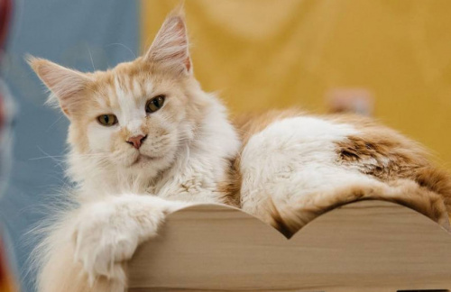 Выставка кошек "Мурфест" от 9,50р